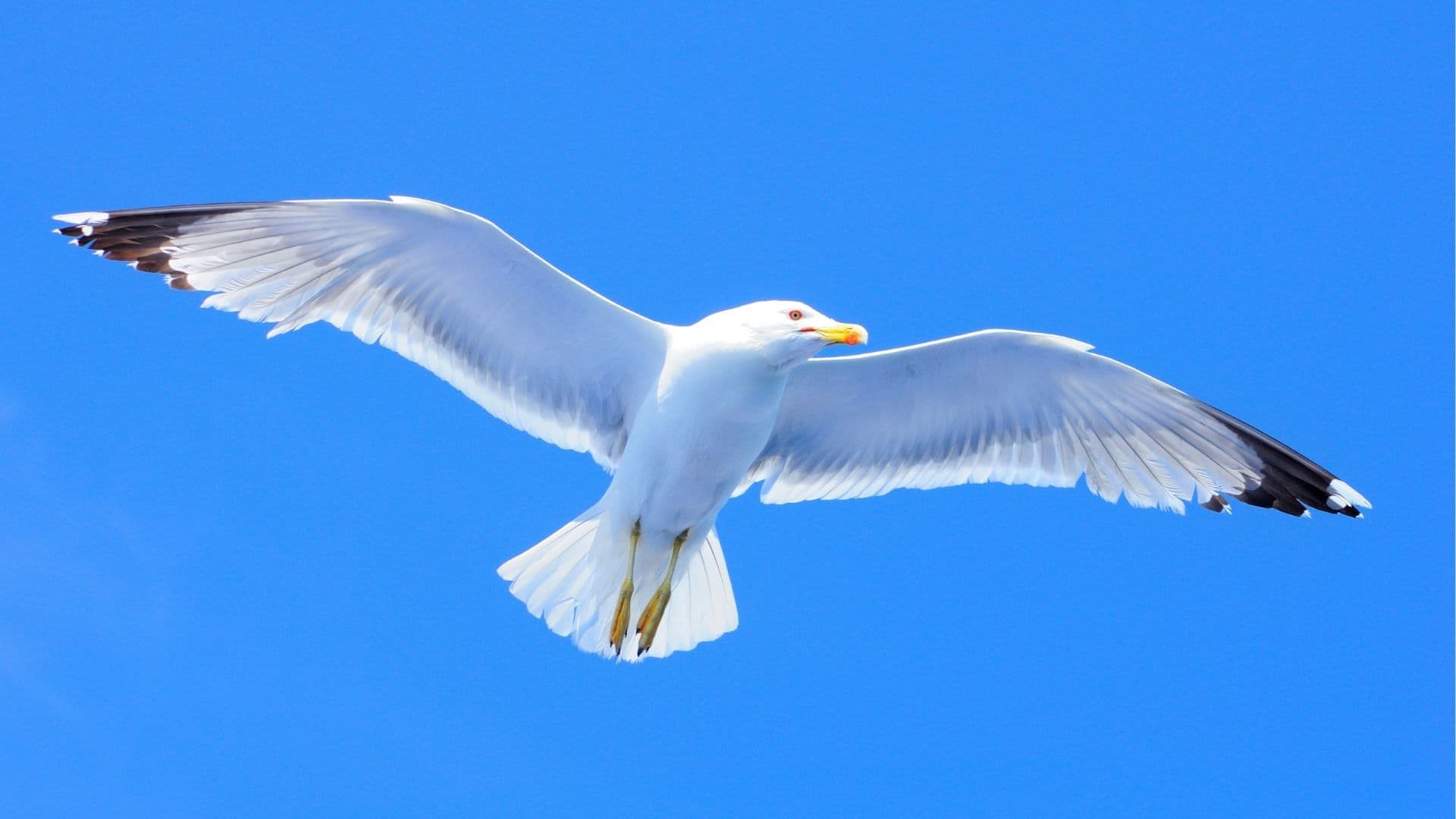 Spread Your Wings And Fly!