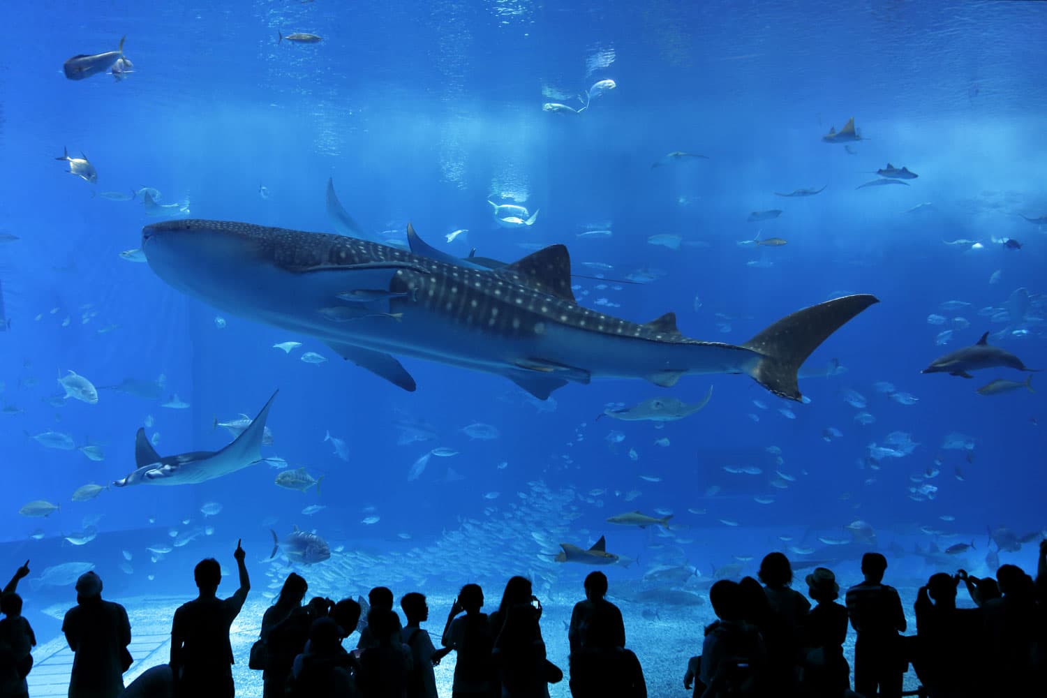 Getting On Shark Tank